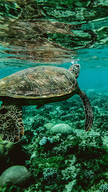 Turtle, Underwater graphy, Stunning visuals, Aquatic wonders HD phone wallpaper