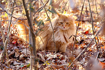 *** Ginger cat ***, animal, animals, cats, autumn, cat HD wallpaper