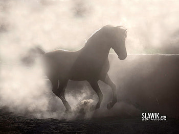 Horse In Mist, mist, horses, misty, animals HD wallpaper
