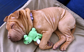 Animals, To Lie Down, Lie, Toy, Puppy, Sleep, Dream, Shar Pei HD wallpaper