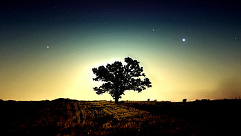 tree , Natural wonders, Breathtaking landscapes, Nature's marvels HD wallpaper