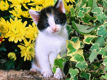 Animals, Cats HD wallpaper
