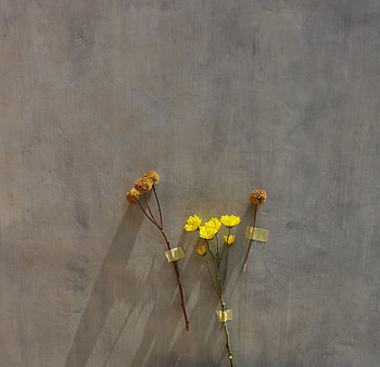 Flowers, Dry, Herbarium HD wallpaper