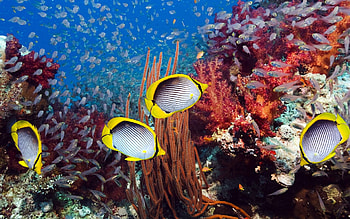 Tropical coral reef, backgrounds, Nature, Underwater HD wallpaper