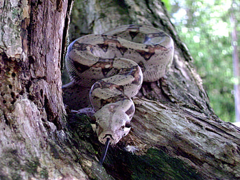 Can you see me, snake, reptile, tongue, tree HD wallpaper