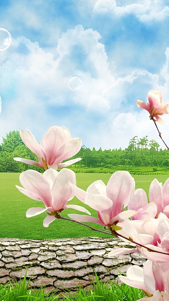 May Background, Pink Flowers, Blue Sky HD phone wallpaper