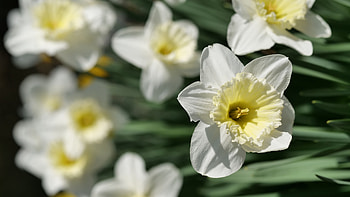 White Daffodils Flowers Petals Green Leaves Blur Background Flowers HD wallpaper