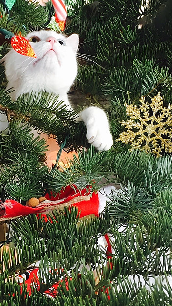 Cute Christmas, Cute Cat, Christmas Tree HD phone wallpaper