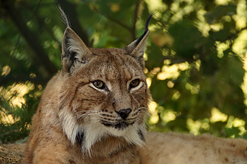 Animals, Iris, Muzzle, Predator, Big Cat HD wallpaper