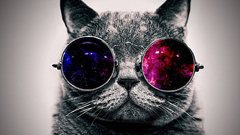 Galaxy Cat, Feline fashion, Glasses trend, Cat lovers delight HD wallpaper