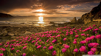 Sunset at the sea, wildflowers, clouds, sky, rocks, sun, stones HD wallpaper