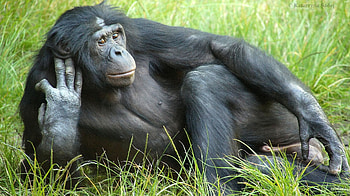 Bonobo, Magnificent male bonobo, San Diego Zoo contender, Great ape graphy HD wallpaper