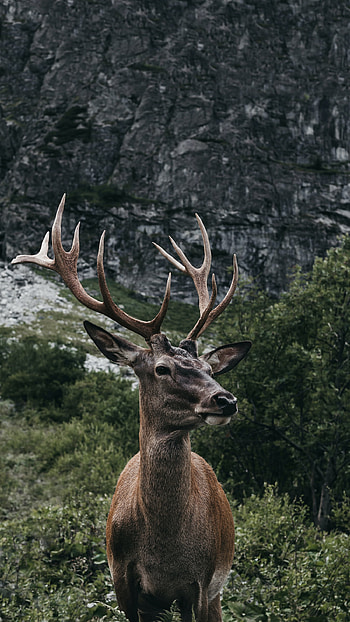 Antlered Majesty — Mountain HD phone wallpaper