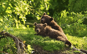 Animals, Bears HD wallpaper