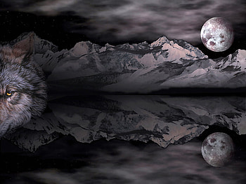 Moon Shadows, landscape, shadows, wolf, moon HD wallpaper