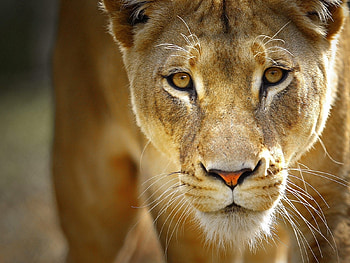 Animals, Lions HD wallpaper