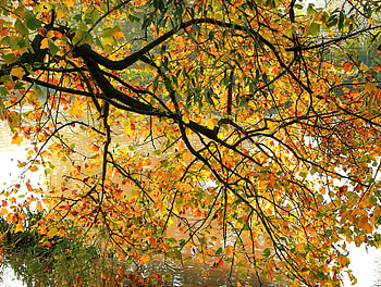 Nature, Autumn, Wood, Tree, Branches, Foliage HD wallpaper