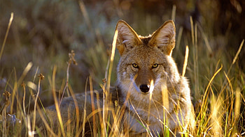 Coyote , backgrounds HD wallpaper