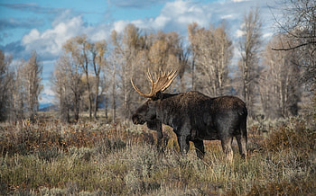 Incredible moose shots, Top quality , Breathtaking backgrounds, Nature's gift HD wallpaper