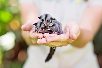Baby sugar gliders, Nature's sweetness, Cute and cuddly, Adorable creatures HD wallpaper