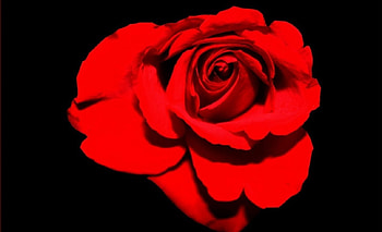 Rose, gorgeous, red, flower HD wallpaper