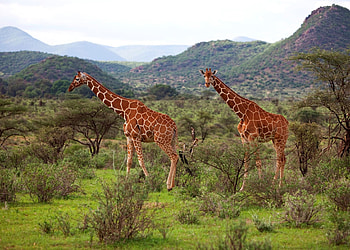 Best time to visit Kenya HD wallpaper