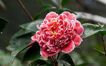 Plants, Flowers HD wallpaper
