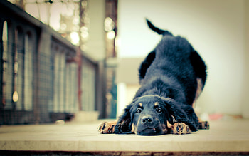Animals, Dogs HD wallpaper