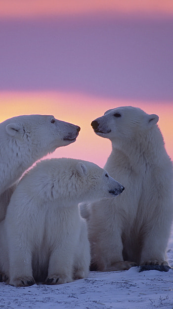 Polar bear family, Xperia , resolution, Captivating visuals HD phone wallpaper