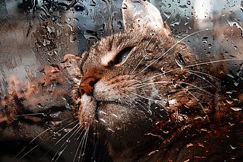 Animals, Drops, Cat, Muzzle, Moisture, Glass HD wallpaper