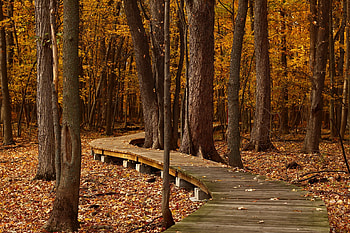 Nature, Trees, Autumn, Park, Foliage HD wallpaper