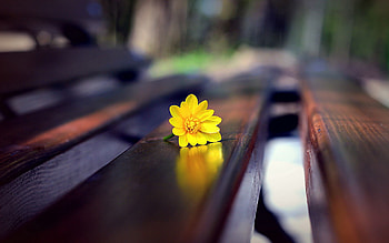 Flower, Macro, Bench HD wallpaper