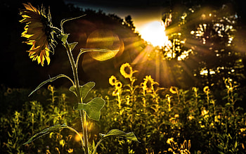 Sunflowers at Sunrise, Nature, Sunrise, Sunflower, pretty HD wallpaper