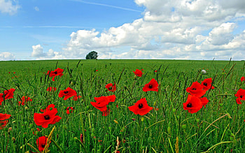 Landscape, Fields, Poppies HD wallpaper