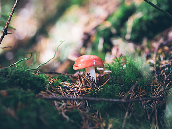 Grass, Needle, Mashrooms, Macro, Branches, Mushroom HD wallpaper