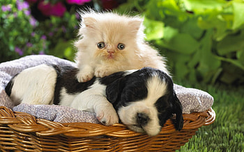 Animals, Flowers, Grass, Friendship, Kitty, Kitten, To Lie Down, Lie, Puppy, Basket HD wallpaper