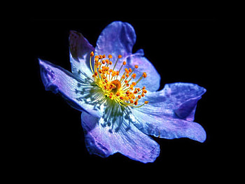 Blue Flower, blue, beautiful, , flower HD wallpaper