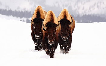 Pixel buffalo , Wildlife graphy wonder, Animal kingdom, Windows HD wallpaper