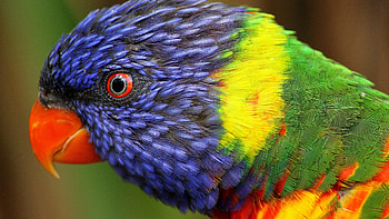 Loriini, Parrots HD wallpaper