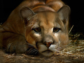Panther close up, animal, feline, wildlife, panther HD wallpaper