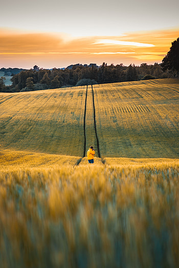 Landscape, Nature, Flowers, Field, grapher HD phone wallpaper
