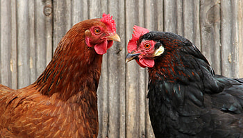 Hen (Animals), New hens in house, Chicken health, Natural farming HD wallpaper
