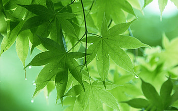 Green maple leaf, Spring rain, Nature's beauty, Landscape HD wallpaper