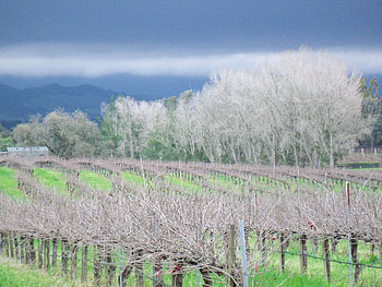jan winter vineyard, santa barbara county, winter trees, santa ynez ca, winter vineyard HD wallpaper