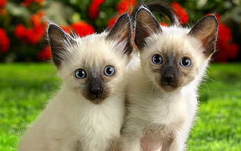 Twin kittens, twin, animals, eyes, cat, nature, flowers HD wallpaper