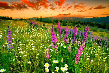 Mountain wildflowers, glow, peaks, daisies, nice, wildflowers, greenery, amazing, slope, meadow, beautiful, grass, mountain, carpet, pretty, field, freshness, lupine, nature, sky, flowers, lovely HD wallpaper