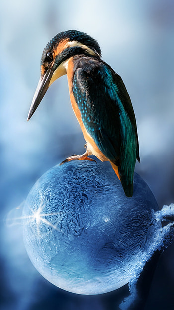 Sony Xperia X, , Stunning bird, Backgrounds HD phone wallpaper