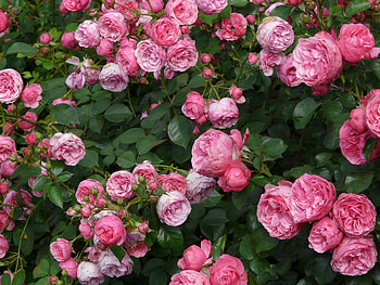 Flowers, Roses, Bush, Buds HD wallpaper