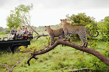 Virtual South African safari, Remote wildlife viewing, Kruger at your fingertips, Safari from home HD wallpaper