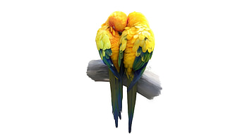 Birds, pair, love, minimal, artwork, parrot HD wallpaper
